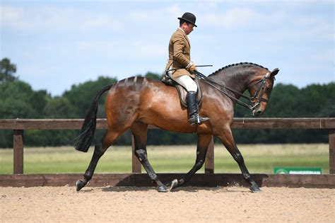 14 Stunning Winners From The National Hunter Championship Show