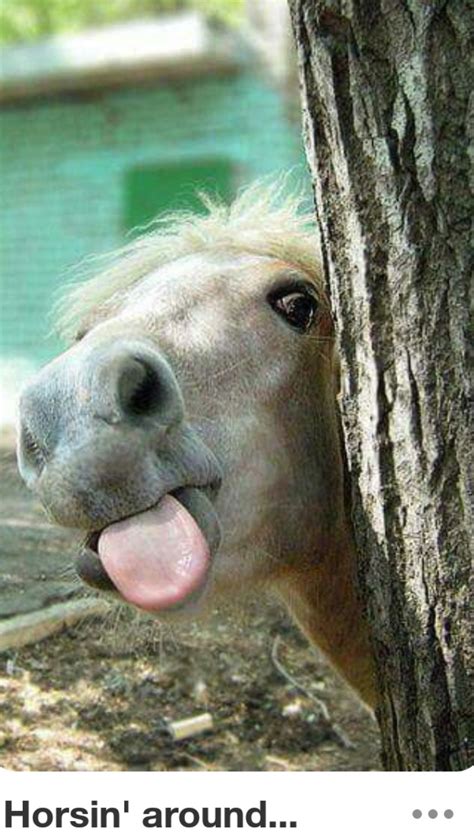 Idea By Sherri Tyler On A Funny Horses Horses Funny Animal Pictures