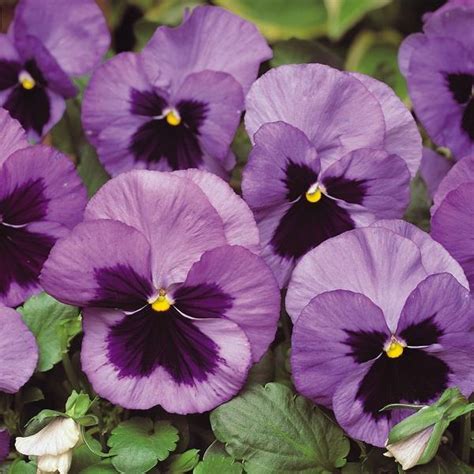 Pansy Matrix Ocean Nareys