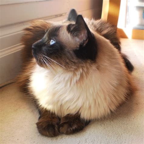 Are Long Haired Siamese Cats Hypoallergenic
