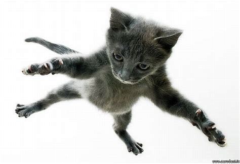 Jumping And Flying Cats 58 Pics
