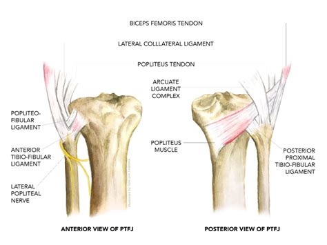 Sports Injury Bulletin Diagnose And Treat Proximal Tib Fib Joint An