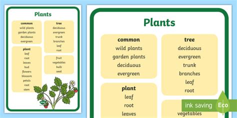 Year 1 Plants Scientific Vocabulary Poster Teacher Made