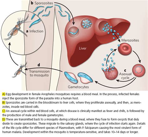 (1) plasmodium vivax (2) plasmodium ovale (3) plasmodium malariae (4) plasmodium falciprum (5) plasmodium knowlesi (possible zoonosis). Malariaparasitter udspioneret ved -196 Celsius - Niels ...