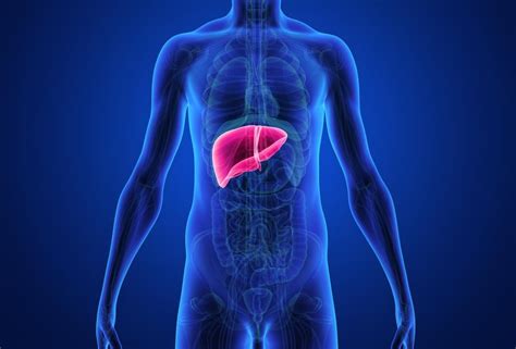 Where is the liver located in the human body diagram liver picture diagram locating liver pain the body uses pain as its means of. If You Have Acne in These Locations It Can Reveal Problems with These Organs (Video) | Health ...