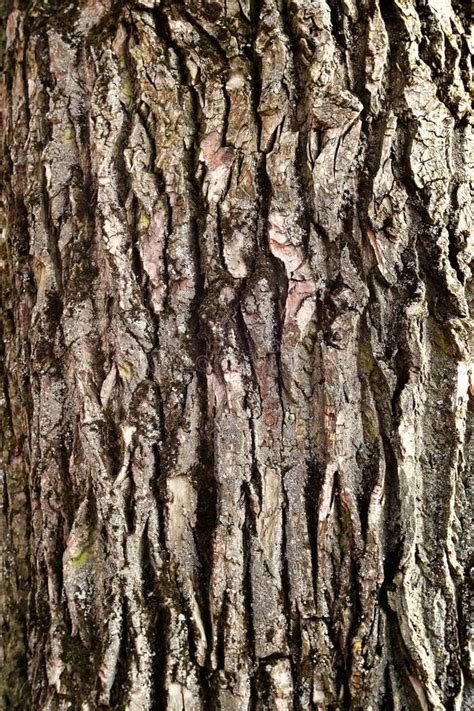 Tree Bark Stock Photo Image Of Green Outdoor Moss 51509192