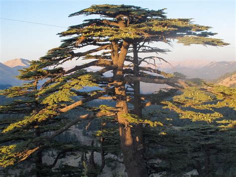 Cedrus Libani Cedar Of Lebanon Description