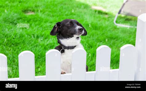 Dog Looking Over Fence Hi Res Stock Photography And Images Alamy