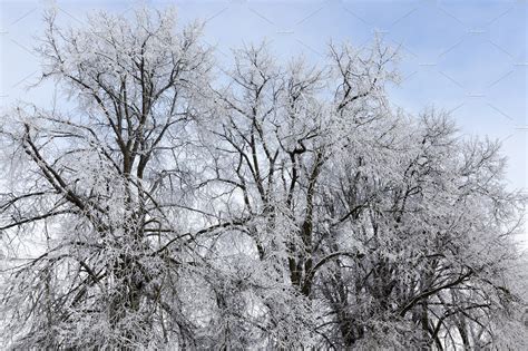 Deciduous Tree In Winter Stock Photo Containing Winter And Season