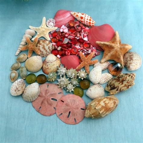 Decorator Sea Shell Packagecoral Colored By Carmelascoastalcraft