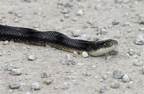 Texas Rat Snake Black Rat Snake Project Noah