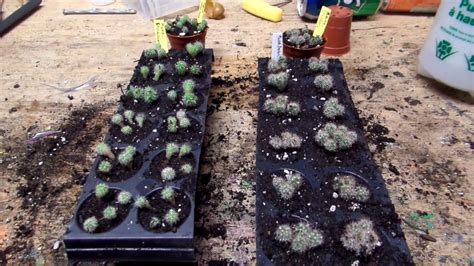 Transplanting Cactus Seedlings Youtube