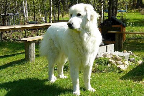 Pyrenean Mountain Dog Dog Breed Facts And Advice