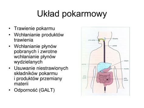 Ppt Uk Ad Pokarmowy Powerpoint Presentation Free Download Id