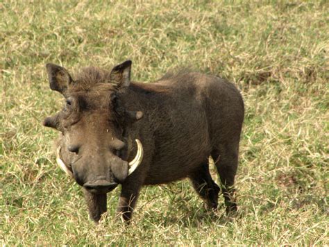 Warthog Facts About Warthogs Baboons And Ibex