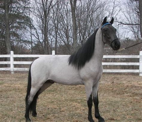 grey  blue roan  horse forum