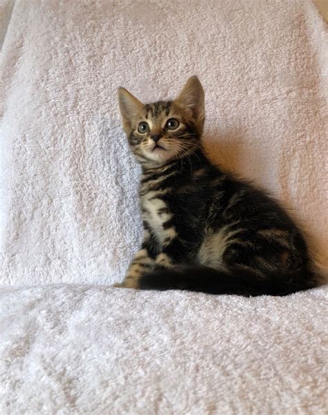 We've kept googie (or mr magoogs as nathan calls him) longer than normal as his teeth were quite bad as a young kitten. Maine Coon/British Shorthair/Bengal mix kittens | London ...