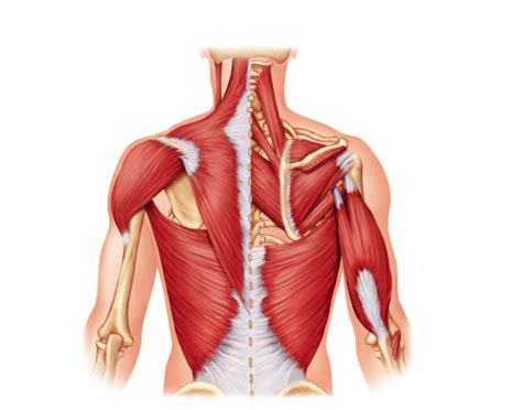 Browse images in a netter publication. Game Statistics - Posterior Neck, Trunk, and Arm ...