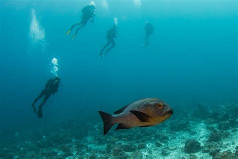 Scuba Diving In The Maldives The Adventure Travel Site