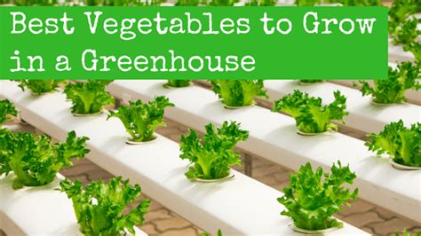 Best Vegetables To Grow In A Greenhouse Backdoor Survival
