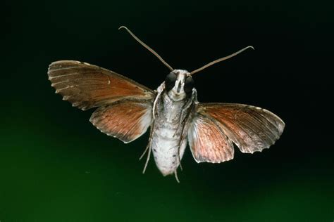 moth control moth killer moth control in house spray