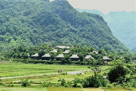 best-time-to-visit-mai-chau-green-rice-paddies-harvest-time