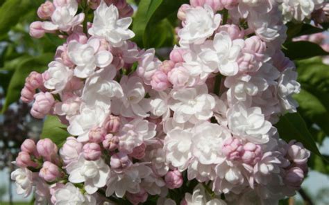 Syringa Vulgaris Beauty Of Moscow Lilac Trees For Sale