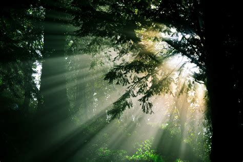 The Sun Shining Through Tree Branches