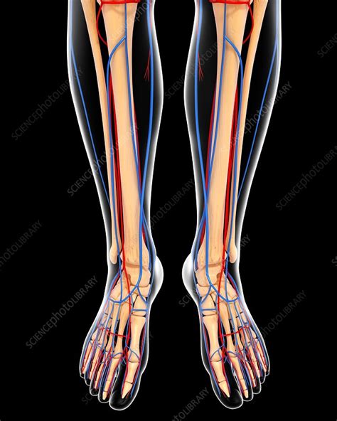 Lower Leg Anatomy Artwork Stock Image F0061334 Science Photo