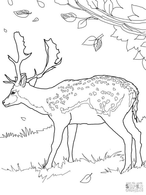 Get This Deer Coloring Pages Free Realistic Deer Printable