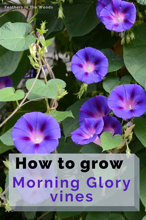 Morning Glories Growing On Vine Morning Glory Plant Morning Glory