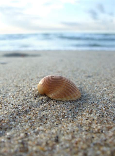 Guide To Shelling In The Outer Banks