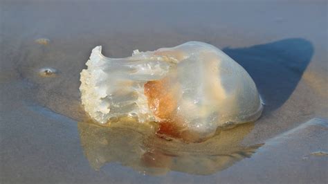 What You Need To Know About Jellyfish Stings Mayo Clinic News Network