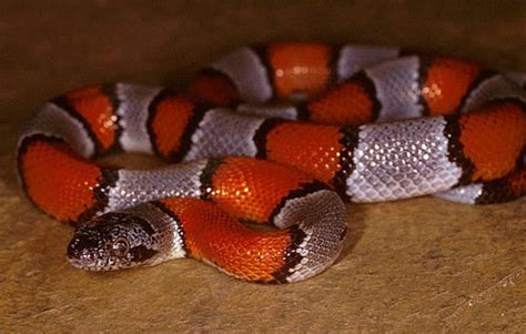 Grey Banded Kingsnake Facts And Pictures