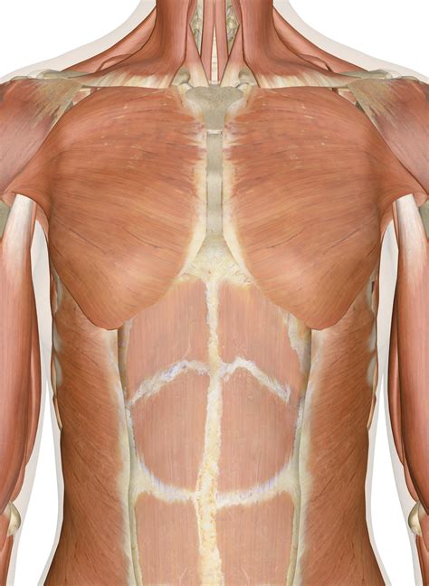 Male Chest Muscle Diagram