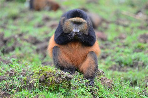 Identifying Individual Golden Monkeys In Gorilla Habitat Dian Fossey