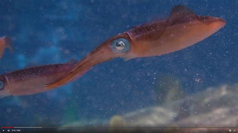 The Amazing Squid Ring Teeth Youtube