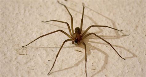 Chilean Recluse Spider Identification Traits And Pictures Beyond The