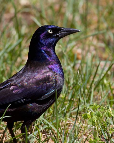 How To Get Rid Of Grackles And Blackbirds New Ideas