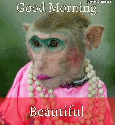 Good Morning Wishes With Monkey Images Funny Good Morning Memes Good Morning Funny Pictures