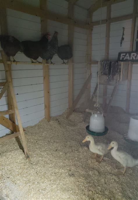 Ducks And Chickens Happy In Same Coop House And Homestead