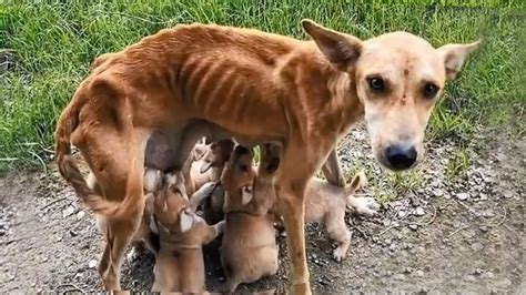 15 Heartbreaking Animal Rescues 😿 Youtube