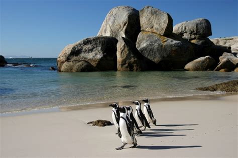 Top Cape Town Beaches To Enjoy Cape Town Travel Guide