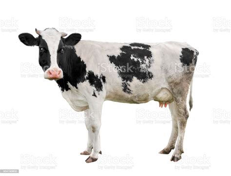 Spotted Black And White Cow Full Length Isolated On White Funny Cute