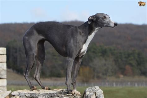 Whippet Dog Breed Facts Highlights And Buying Advice Pets4homes