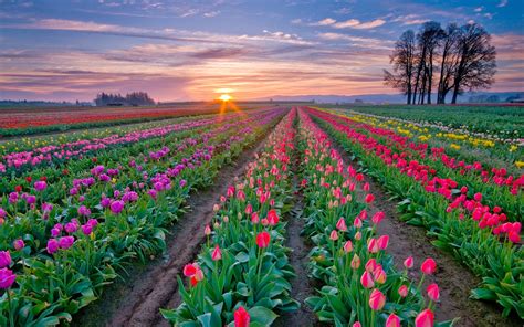 Most Beautiful And Best Flower Fields In The World Part 1 Photos