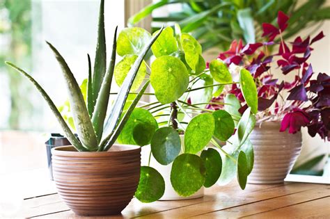 How To Repot Your Houseplants From Warning Signs To Long