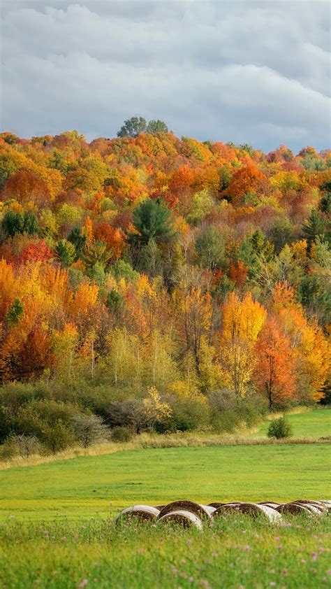 Autumn landscape with colorful trees in forest, Montreal, Quebec ...