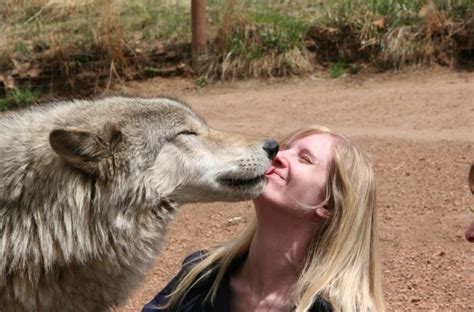 White Wolf 15 Most Amazing Pictures Of Wolf Human Interaction