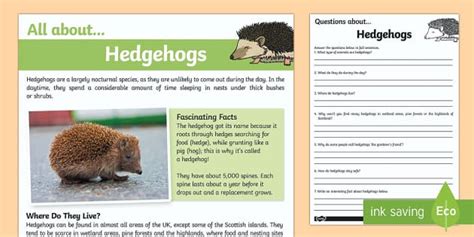 Hedgehogs Reading Comprehension Teacher Made Twinkl